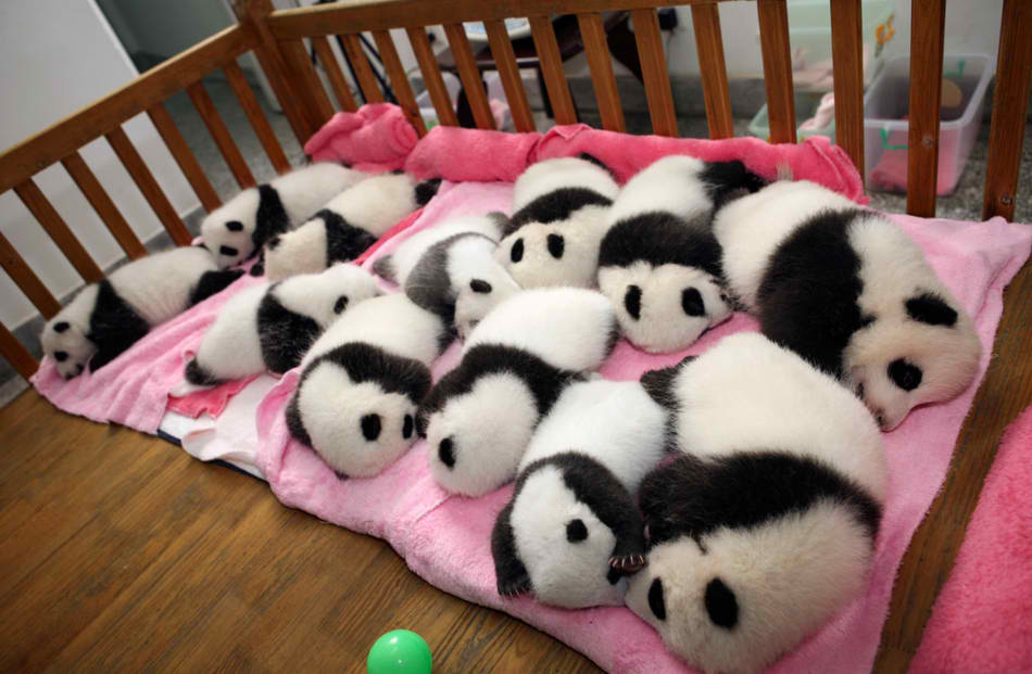 12-giant-panda-cubs-lie-in-a-crib-at-the